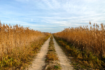 Sandy dirt road, Poleski National Park, Poland