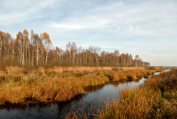 Fototapeta na wymiar View of the swamps in autumn colors, Poleski National Park, Poland
