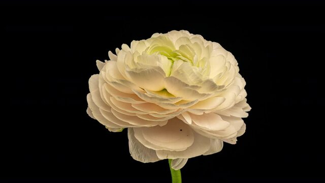 Beautiful white ranunculus blooming on black background. Blooming flower flower open, close up. Spa concept. Wedding, Birthday, Valentines day, Mothers day concept. Congratulation banner