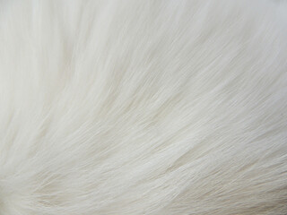 white animal fur