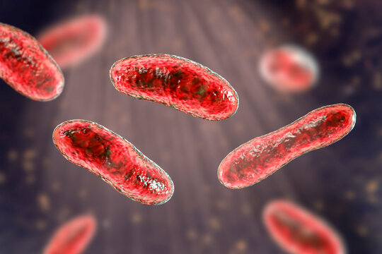 Bacteria Coxiella burnetii, 3D illustration