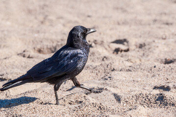 American Crow (Corvus brachyrhynchus) in Malibu Lagoon, California, USA