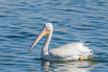 American White Pelican (Pelecanus erythrorhynchos) on Salton Sea, Imperial Valley, California, USA