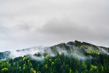 Germany, black forest green trees and conifers with foggy atmosphere in springtime, a perfect...