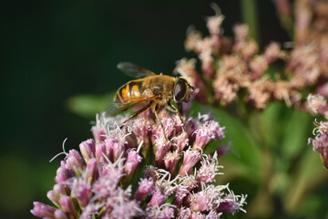 Macro of fluffy spring hoverfly Eristalis tenax on a ping wildflower. Drone fly
