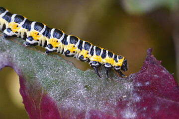 Beautiful caterpillar Cucullia lactucae aka Lettuce shark. Moth Caterpillar, Cucullia