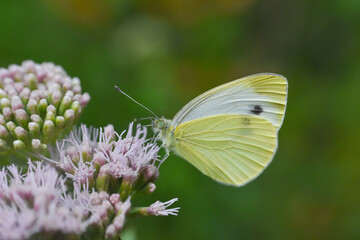 Southern small white butterfly, Pieris mannii. Rare white butterfly on wildflower