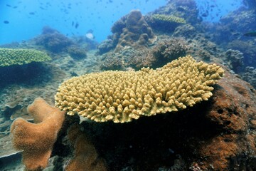 Underwater photo of colorful coral reef