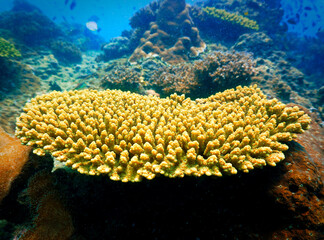 Naklejka na ściany i meble Underwater photo of colorful coral reef