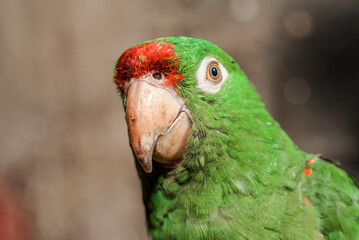 Finsch's Parakeet (Psittacara finschi) in aviary, Nicaragua