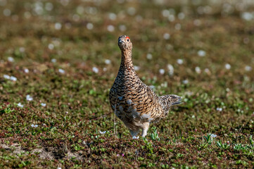 Willow Ptarmigan (Lagopus lagopus) hen in tundra in spring, Barents Sea coastal area, Russia