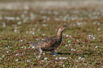 Willow Ptarmigan (Lagopus lagopus) hen in tundra in spring, Barents Sea coastal area, Russia