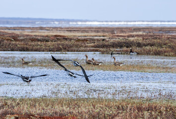 Greater White-fronted Geese (Anser albifrons) in Barents Sea coastal area, Russia