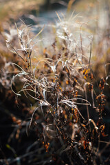 some weed in the wintertime