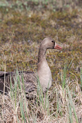 Greater White-fronted Goose (Anser albifrons) in Barents Sea coastal area, Russia