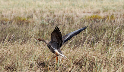 Greater White-fronted Goose (Anser albifrons) in Barents Sea coastal area, Russia