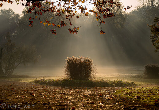 Von Sonnenstrahlen beleuchteter Busch, heiliger Gral!