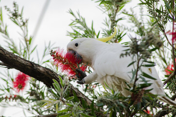 A Cute moment of the cockatoo bird on the tree and eating Red bottle brush flower in a spring season at a botanical garden.