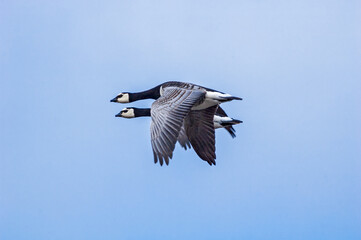 Barnacle Geese (Branta leucopsis) in Barents Sea coastal area, Russia