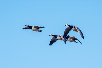 Barnacle Geese (Branta leucopsis) in Barents Sea coastal area, Russia