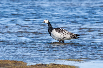 Barnacle Goose (Branta leucopsis) in Barents Sea coastal area, Russia