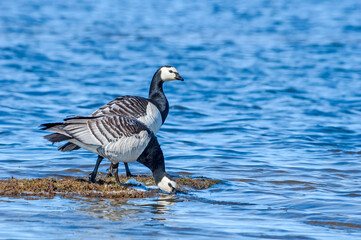 Barnacle Geese (Branta leucopsis) in Barents Sea coastal area, Russia