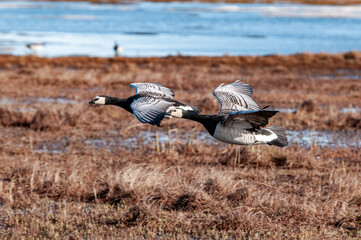 Barnacle Geese (Branta leucopsis) in Barents Sea coastal area, Russia