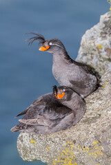 Crested Auklets (Aethia cristatella) at St. George Island, Pribilof Islands, Alaska, USA