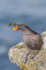 Crested Auklet (Aethia cristatella) at St. George Island, Pribilof Islands, Alaska, USA