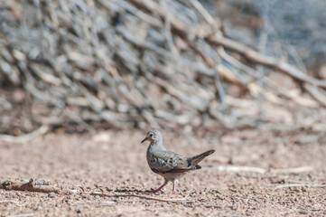 Common Ground-Dove (Columbina passerina) in Salton Sea area, Imperial Valley, California, USA