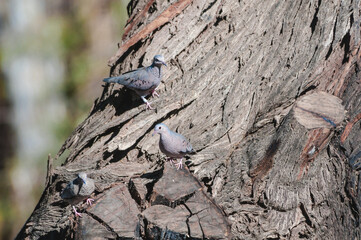 Common Ground-Doves (Columbina passerina) in Salton Sea area, Imperial Valley, California, USA