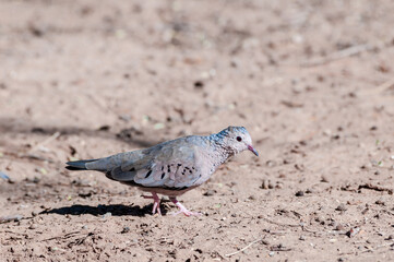 Common Ground-Dove (Columbina passerina) in Salton Sea area, Imperial Valley, California, USA
