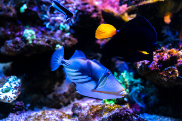 Lagoon triggerfish also known as the Blackbar triggerfish, Picasso triggerfish and Picassofish among the underwater coral reefit's popular to used as a pet in an aquarium. selective focus. - obrazy, fototapety, plakaty