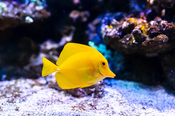 Naklejka na ściany i meble Yellow tang (Zebrasoma flavescens) it's popular to used as a pet in an aquarium.selective focus