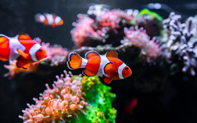 Fototapeta na wymiar Clownfish or anemonefish is marine fish live in the coral reef under the sea. Swimming In Aquarium. selective focus and selective white balance