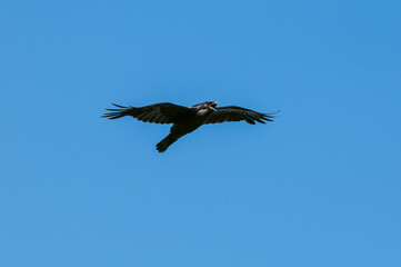 Raven (Corvus corax) at Chowiet Island, Semidi Islands, Alaska, USA
