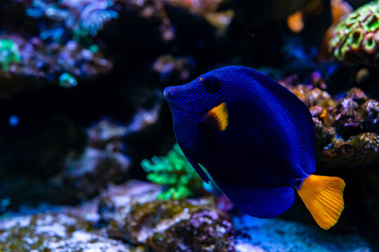 Purple Tang fish. Tropical fish. Wonderful and beautiful underwater world with corals and tropical fish. Photo of a tropical Fish on a coral reef. selective focus and selective white balance