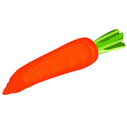 carrot isolated on white background