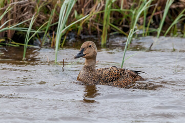 King Eider (Somateria spectabilis) female in Barents Sea coastal area, Russia