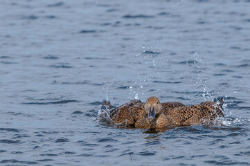 King Eider (Somateria spectabilis) female in Barents Sea coastal area, Russia