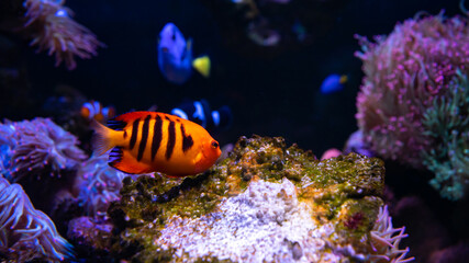 
Flame Angelfish, Centropyge loricula, Swimming In Aquarium. pygmy marine angelfish from the tropical waters of the Pacific Ocean