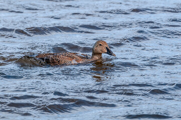 King Eider (Somateria spectabilis) female in Barents Sea coastal area, Russia