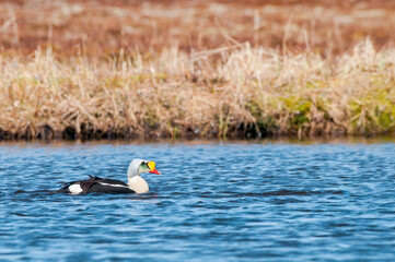 Pair of the King Eider (Somateria spectabilis) in Barents Sea coastal area, Russia