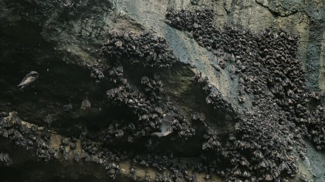 A flock of flying bats near dark cave with green moss at daytime. Exploring wildlife at gloomy batcave in Balian Bali Indonesia. High quality 4k footage with film grain. Slow motion.