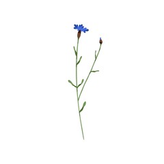 Blooming cornflower. Knapweed flower. Bluebottle on stem. Botanical drawing of field floral plant. Centaurea pullata inflorescence. Flat vector illustration of wildflower isolated on white background