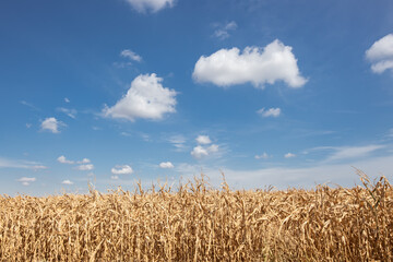 Fototapeta na wymiar Dried corn maize field, blue cloudy sky. Cornfield rural landscape
