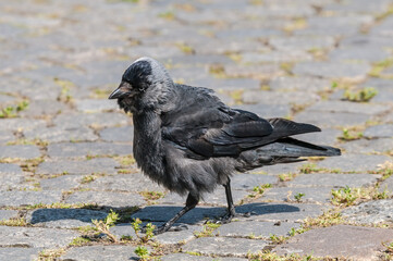 Western Jackdaw (Corvus monedula) in park, Husum, Schleswig-Holstein, Germany