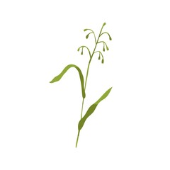 Fototapeta na wymiar Common wild oat grass. Botanical drawing of green field plant on stem with leaf. Botany flat vector illustration of Avena fatua isolated on white background