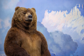 A bear looks upon the world with optimism. 