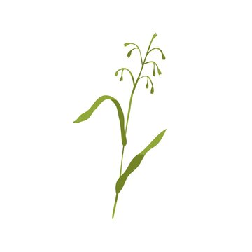 Common wild oat grass. Botanical drawing of green field plant on stem with leaf. Botany flat vector illustration of Avena fatua isolated on white background